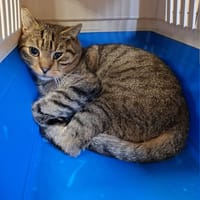 Tigre, kot do adopcji