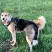 Mala sucht ruhige Familie, Hündin zur Adoption