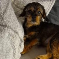 Kleinbleibende Krizia sucht ein Zuhause, Hündin zur Adoption