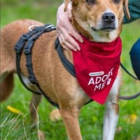 Junger, aktiver Leevi sucht sein Zuhause, Hund zur Adoption