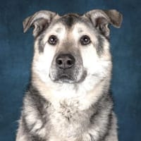 Janno - Menschen mit Erfahrung gesucht, Hund zur Adoption