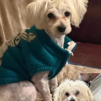 Ich heiße Casper... mit Video, Hund zur Adoption