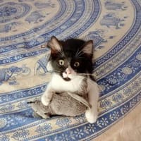 Junges, offenes Katzenmädchen Carmelita, Katze zur Adoption