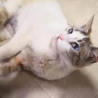 Ruth - Verschmuste Einzelprinzessin, Katze zur Adoption