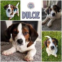 DULCIE * schlau & zutraulich, Hündin zur Adoption