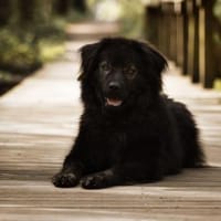 Neo sucht dringend eine Familie, Hund zur Adoption