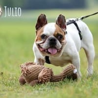 Julio sucht erfahrene geduldige Menschen, Hund zur Adoption