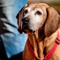 Rei möchte sein Leben genießen, Hund zur Adoption