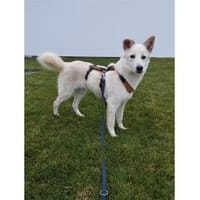 Snowflake - wartet in 89257 Illertissen, Hündin zur Adoption