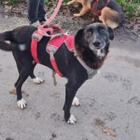 RUNA sucht ein Zuhause, Hündin zur Adoption