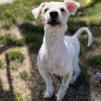 Flocki wartet auf seine Menschen, Hund zur Adoption