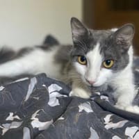 Zuckersüße Pioggia sucht Zuhause, Katze zur Adoption