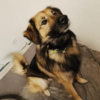 Toller Teddy gut erzogen, Hund zur Adoption