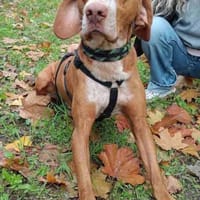 Rado ein perfekter Begleiter, Hund zur Adoption