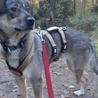 Zuhause gesucht für Joleen, Hündin zur Adoption