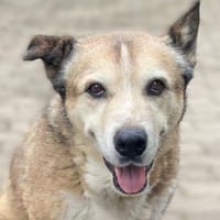 Menschenbezogene Rua sucht Zuhause, Hündin zur Adoption