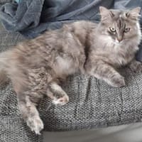 Verschmuste Iside sucht Traumzuhause, Katze zur Adoption