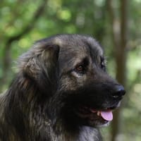 Gino sucht sein Glück ..., Hund zur Adoption
