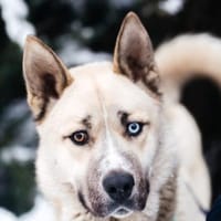 Gorbi auf Pflegestelle in 87648 Aitrang, Hund zur Adoption