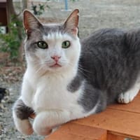 Bond (James Bond)  sucht seine Majestät, Kater zur Adoption