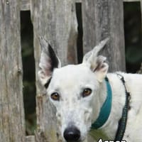 ASPEN, Hund zur Adoption