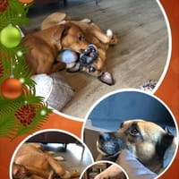 RAYA ❤ ein Schatz, Kranenburg, Hündin zur Adoption