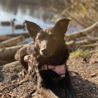 💜 JOY 💜  AUF PS IN DEUTSCHLAND!, Hündin zur Adoption