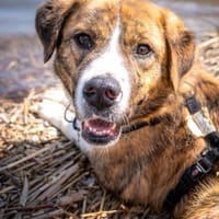 toller Tierschutzrüde, Bowie sucht ES, Hund zur Adoption