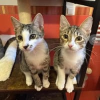 Bambu & Dalia  ein liebenswürdiges Team, Kater zur Adoption