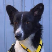 Suleika ❤ herzliche sanfte Seele, Hündin zur Adoption