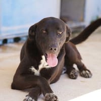 Franklin, Notfall in Deutschland, Hund zur Adoption