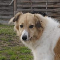 NOAH - sanfter Rüde, Hund zur Adoption