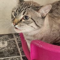 Gutmütiger Kater Bizcocho, Kater zur Adoption
