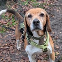 Gustav, Hund zur Adoption