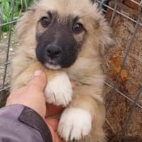 Sam 26 cm (Nov 25) Pflegestelle, Hund zur Adoption