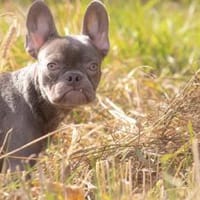 Bentley  sucht seine Familie, Hund zur Adoption