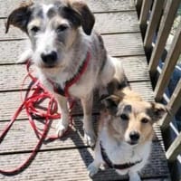 Holli &Pepper in 29683 Bad Fallingbostel, Hündin zur Adoption