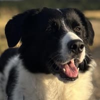 Hendrik, geb. ca 07/2020, 86660 Tapfheim, Hund zur Adoption