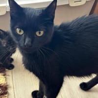 Lackschönheit wünscht Weihnachtsglück, Katze zur Adoption