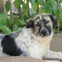 Netti, Pflegestelle in Hessen, Hündin zur Adoption