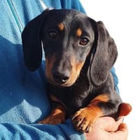 Zara sucht ihr neues Zuhause, Hündin zur Adoption