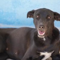 Federica, Notfall in Deutschland, Hündin zur Adoption