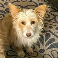 Wuschelmaus Maika, Hündin zur Adoption