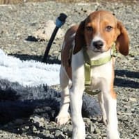 Wotan sucht sein Märchenschloss..., Hund zur Adoption