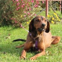 Romy sucht ihre Lieblingsmenschen..., Hündin zur Adoption