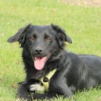 Levi möchte sein Herz verschenken..., Hund zur Adoption