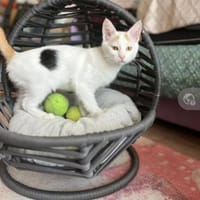 Frieda ein keckes Glückskätzchen, Katze zur Adoption