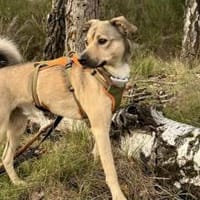 Starkes Frauchen für Milo gesucht, Hund zur Adoption