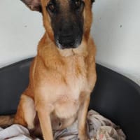 Ross, kommt nach Deutschland, Hund zur Adoption