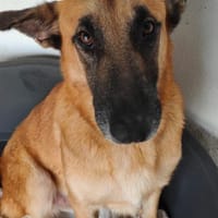 Ross, kommt nach Deutschland, Hund zur Adoption